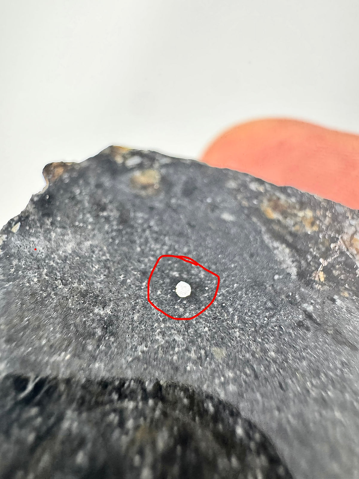 NEW: 7.1g Personal Classification of NWA 18785 Aubrite - Fragmental Monomict Breccia, Enstatite Achondrite Meteorite w/ Metal Inclusion! Evidence of Possible Linkage To Planet Mercury