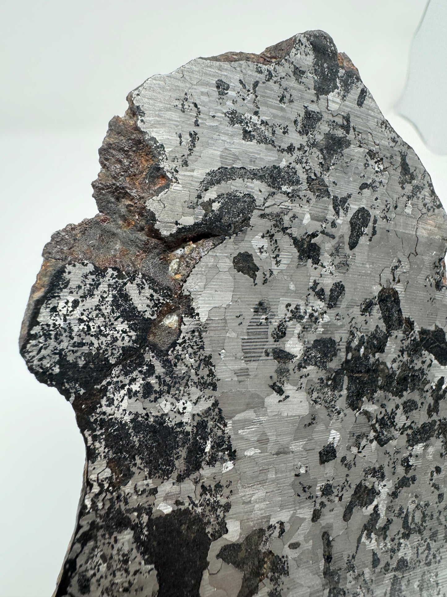 NWA 5549 Silicated Iron Meteorite - 252.9g Full Slice!