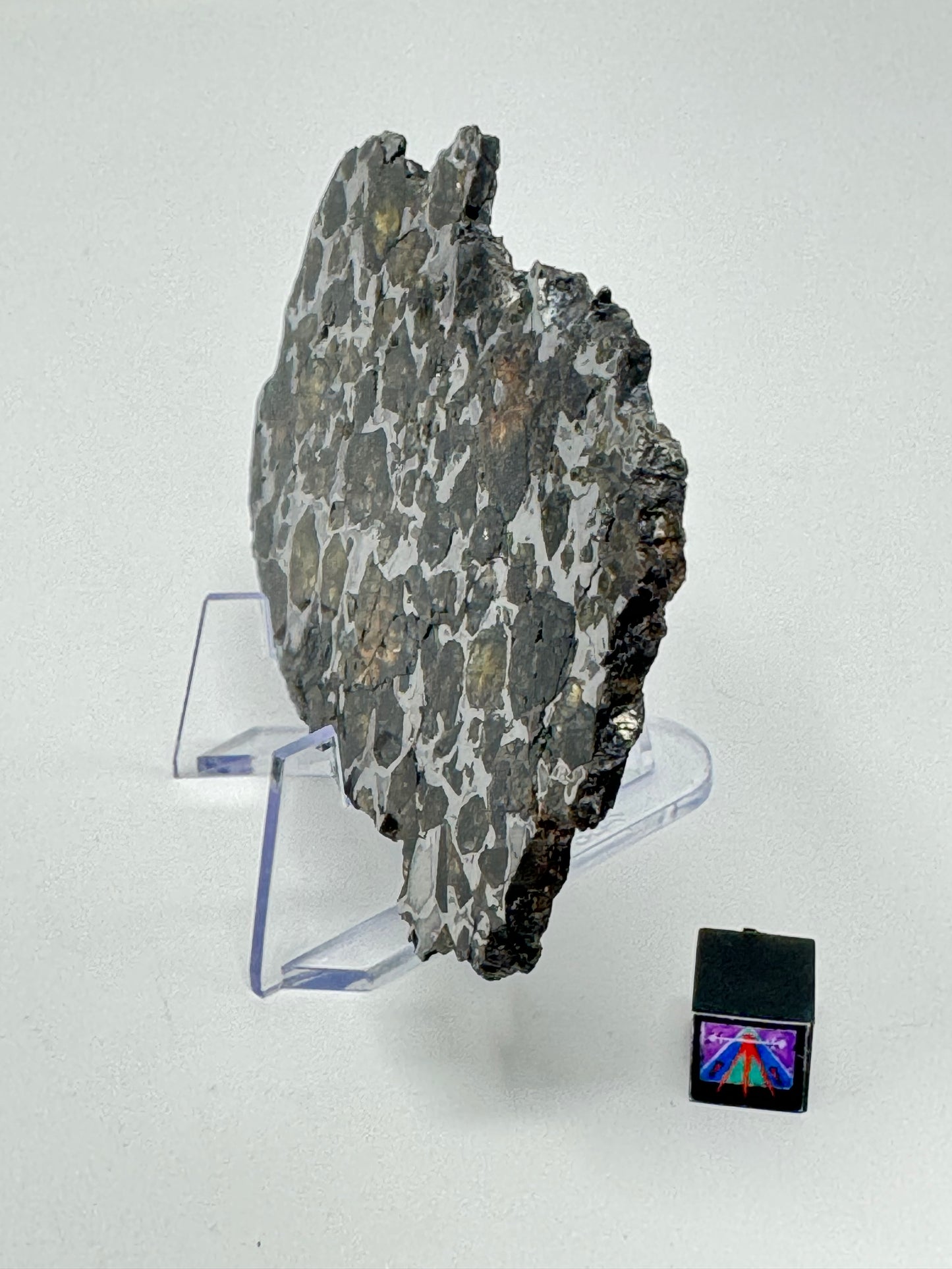 Brahin Pallasite Meteorite - Full Slice - 64.6g