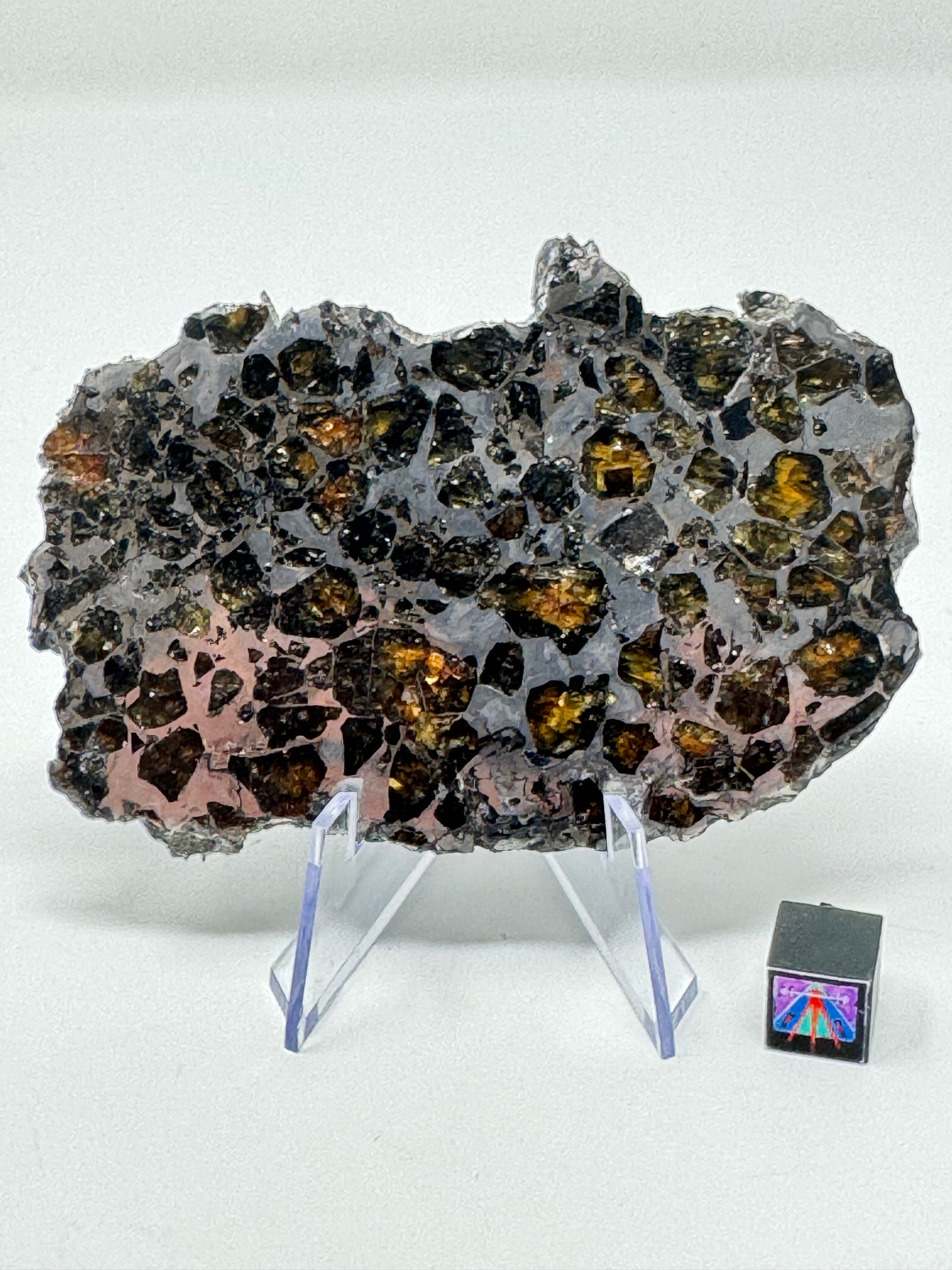 Brahin Pallasite Meteorite - Full Slice - 64.6g