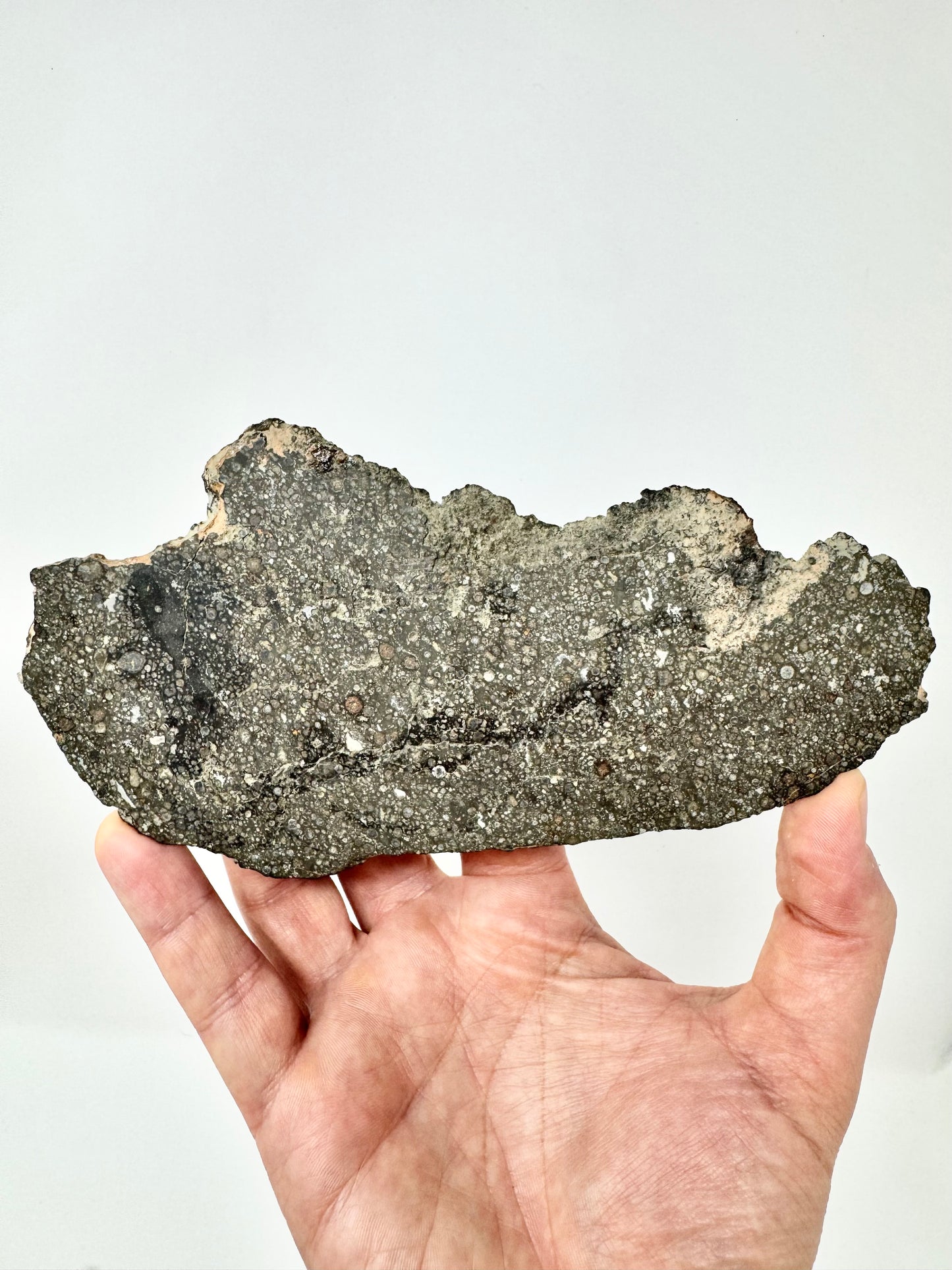 73.1g Stunning FULL SLICE of NWA 3118 CV3 Carbonaceous Chondrite Meteorite