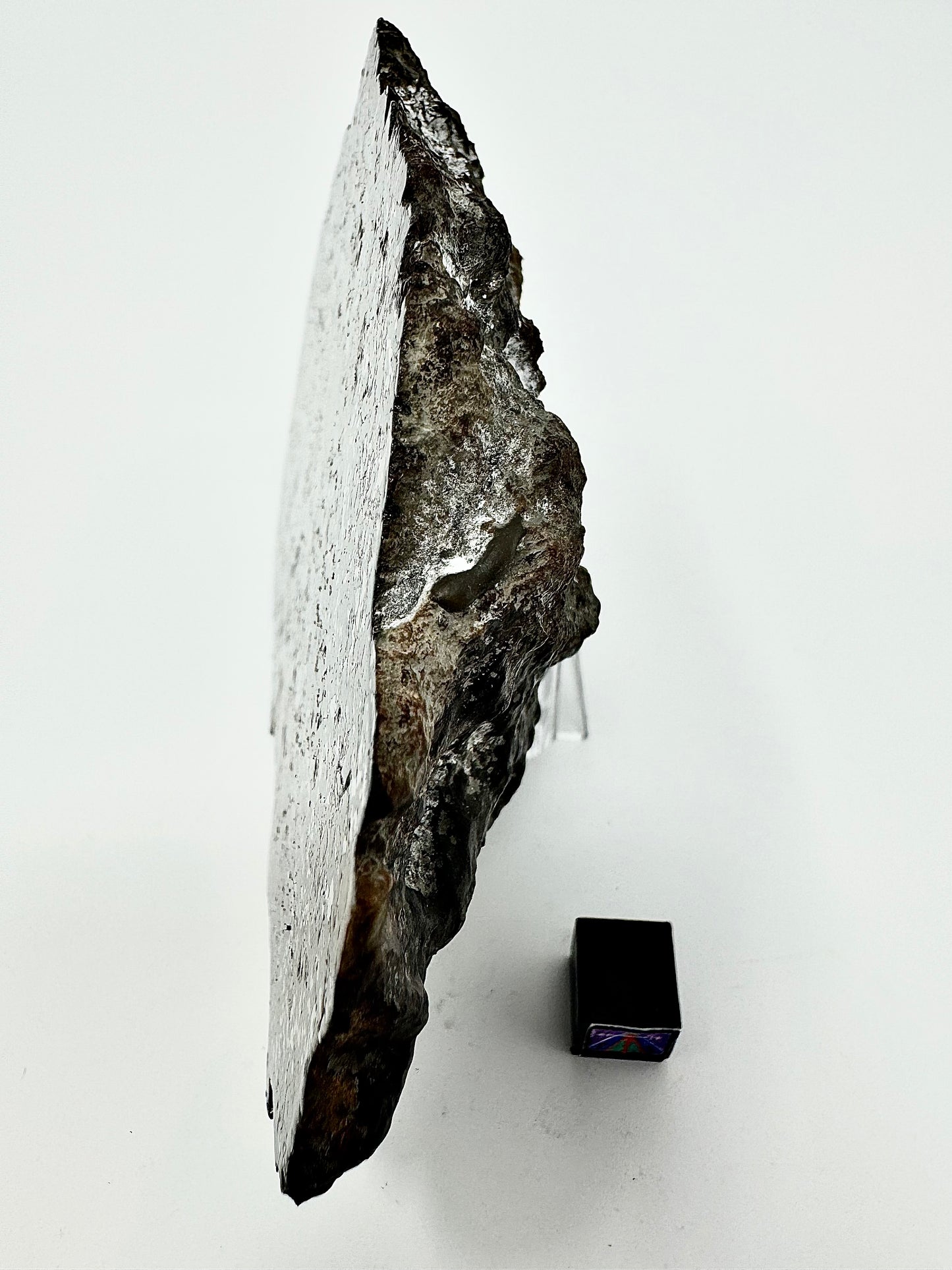 363.4g NWA 14518 Mesosiderite End Cut Meteorite - Huge Pyroxene Crystals!