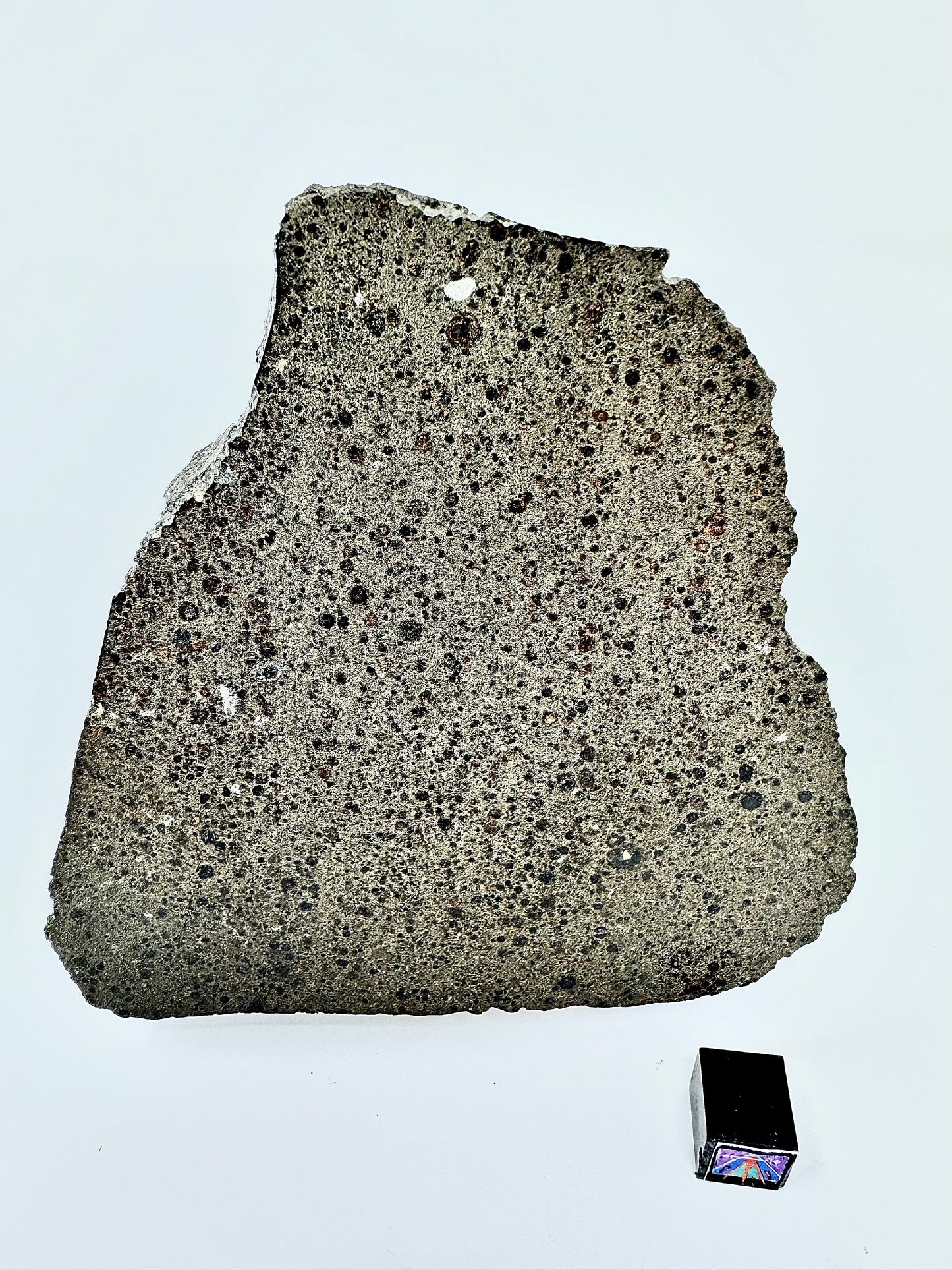 NWA 16314 Carbonaceous Chondrite CK5 Meteorite End Cut w/ Fusion Crust - 281.6g