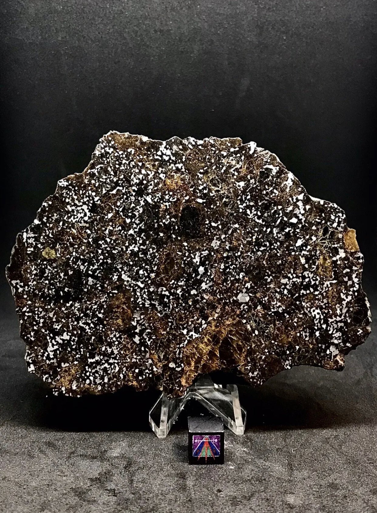 363.4g NWA 14518 Mesosiderite End Cut Meteorite - Huge Pyroxene Crystals!