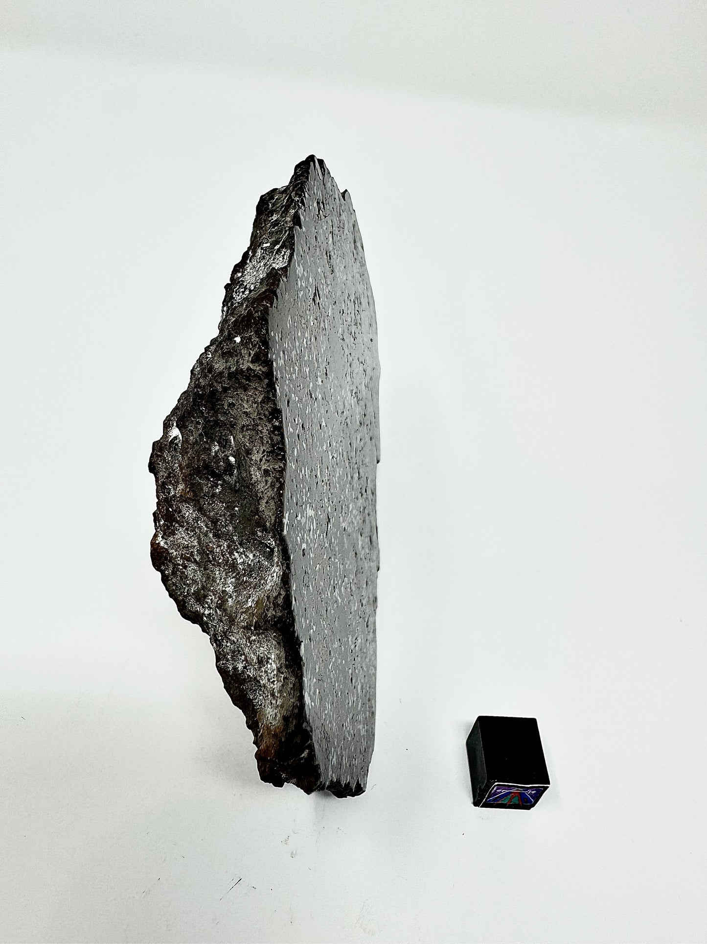 363.4g NWA 14518 Mesosiderite End Cut Meteorite - Huge Pyroxene Crystals!
