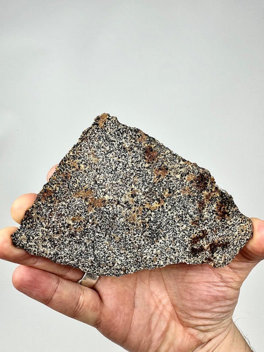 NWA 16312 Eucrite Meteorite FULL SLICE - 48.1g - From An Asteroid - Part Of The HED Group