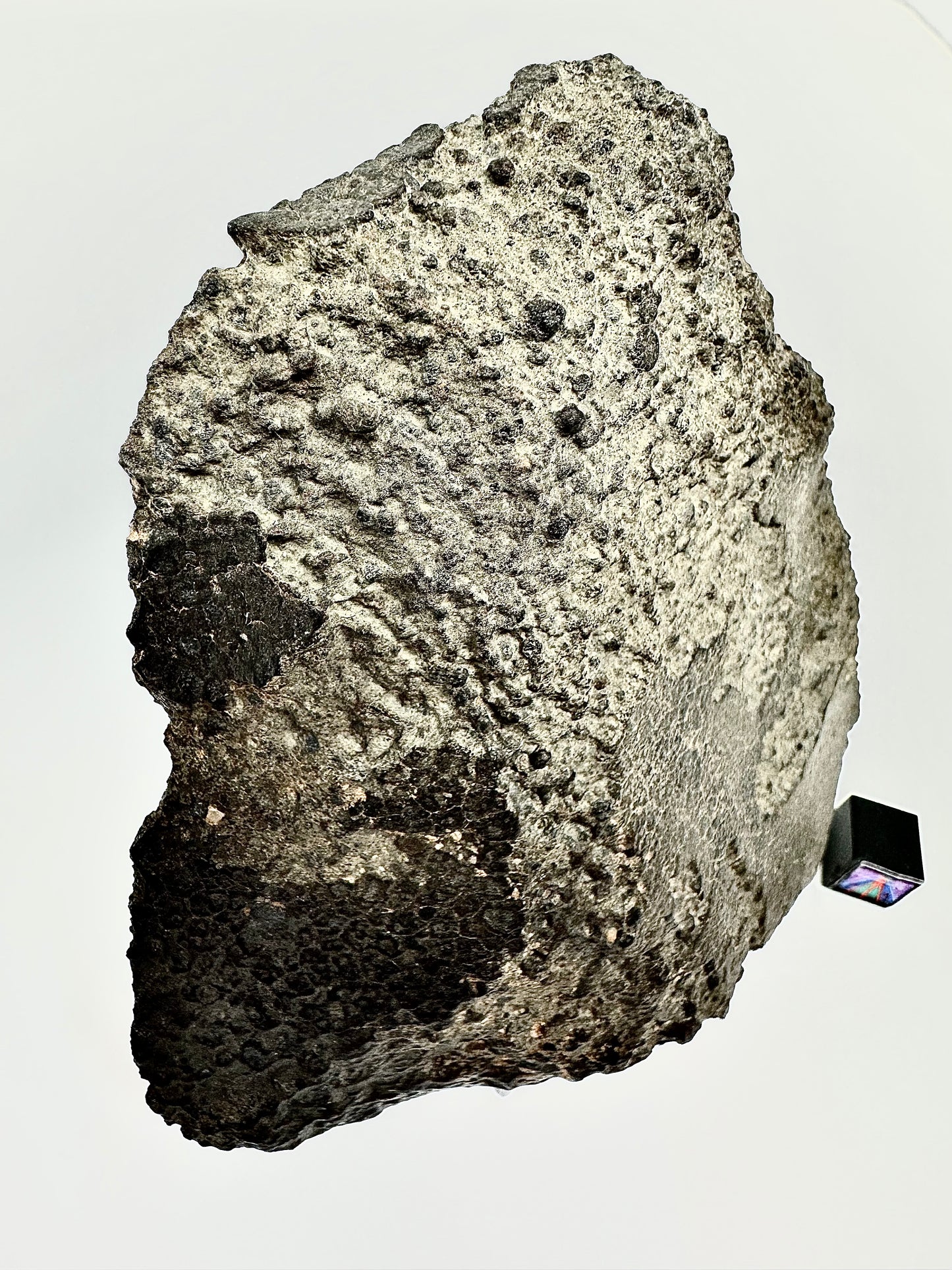 NWA 16314 Carbonaceous Chondrite CK5 Meteorite End Cut w/ Fusion Crust - 281.6g