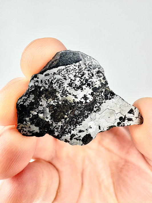 NWA 5549 Silicated Iron Meteorite - 6.8g