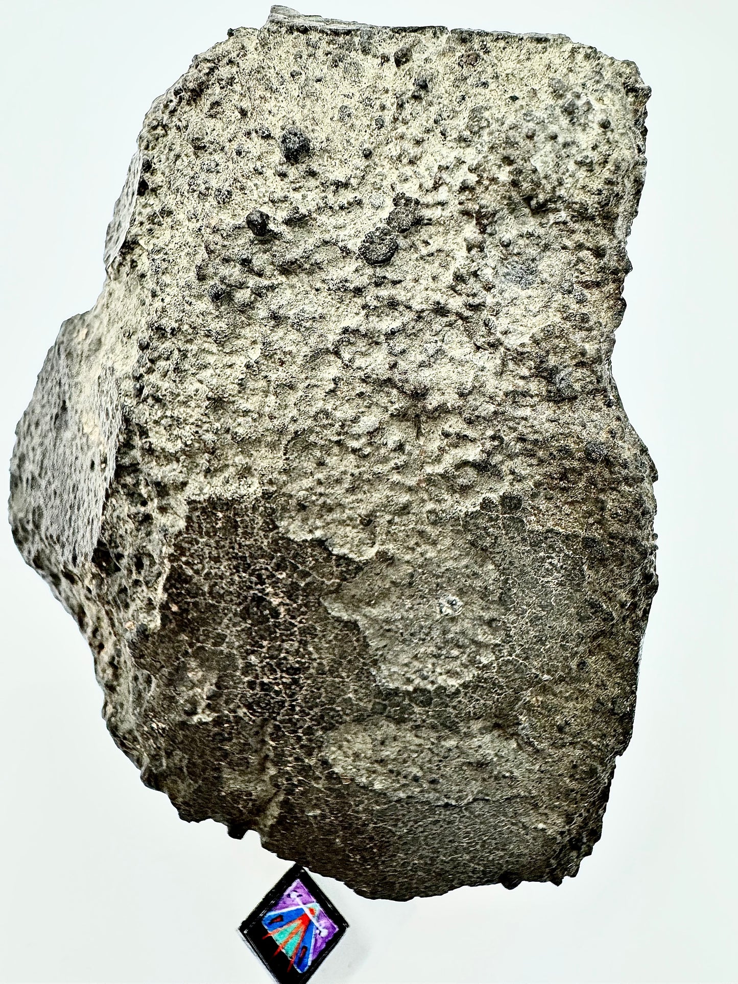 NWA 16314 Carbonaceous Chondrite CK5 Meteorite End Cut w/ Fusion Crust - 281.6g