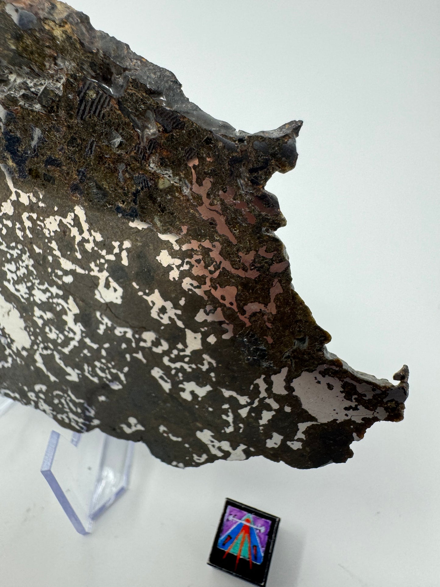 72.1g El Milhas 005 Mesosiderite Meteorite - The Estherville Lookalike!