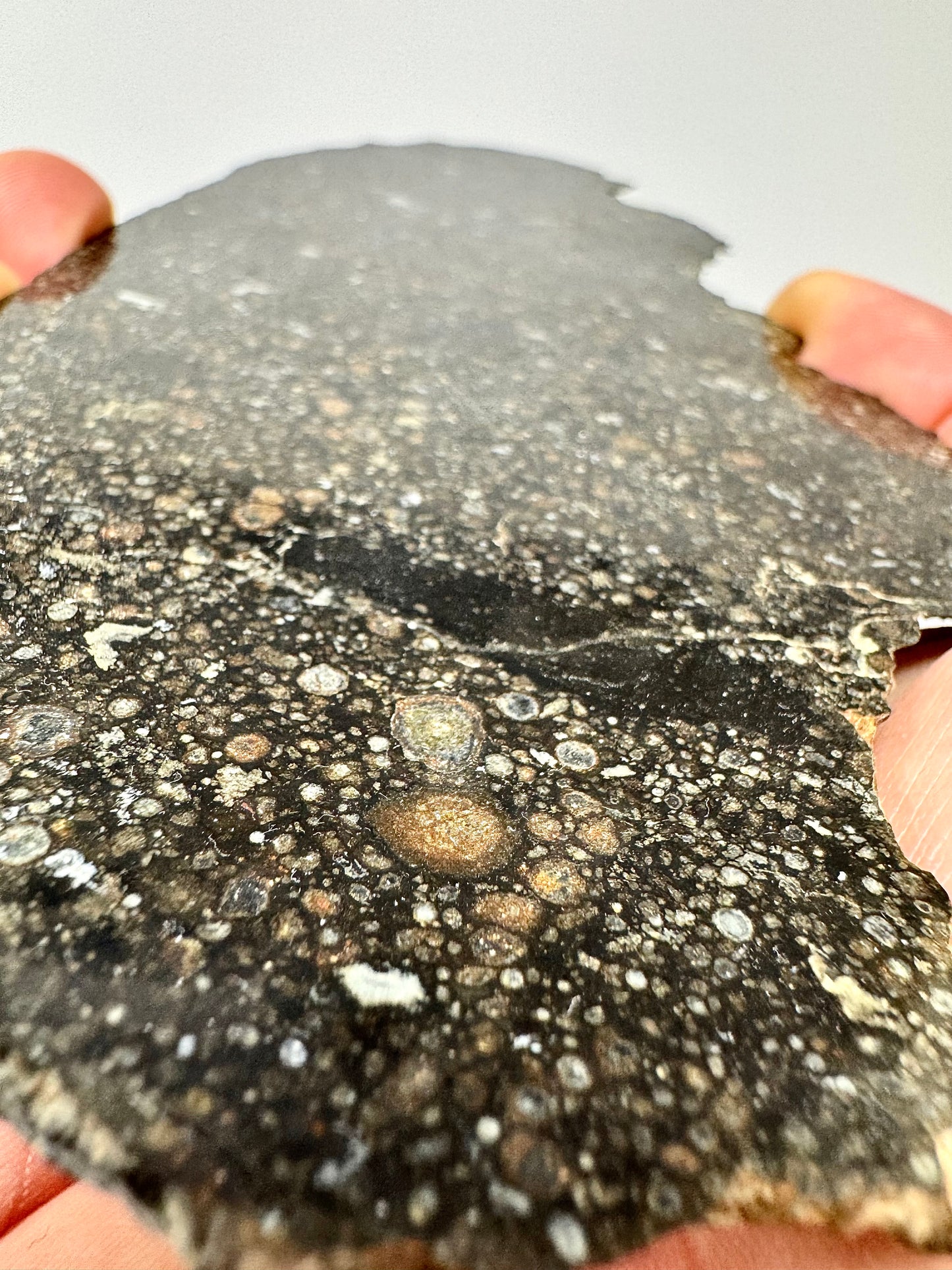 73.1g Stunning FULL SLICE of NWA 3118 CV3 Carbonaceous Chondrite Meteorite