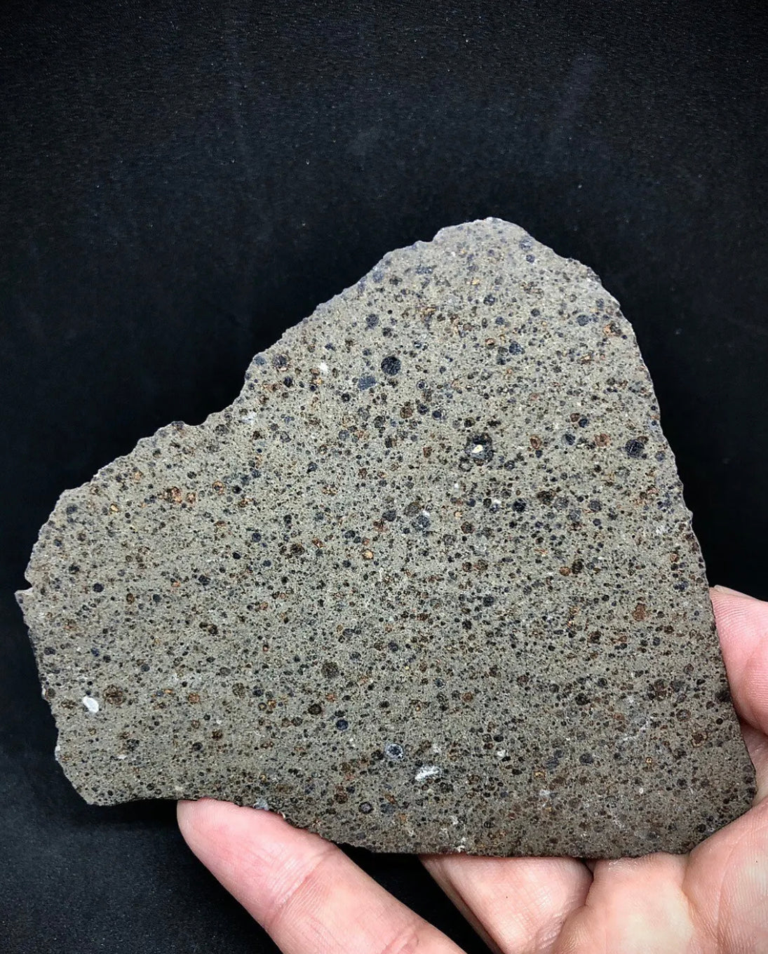 NWA 16314 Carbonaceous Chondrite CK5 Meteorite End Cut w/ Fusion Crust - 281.9g