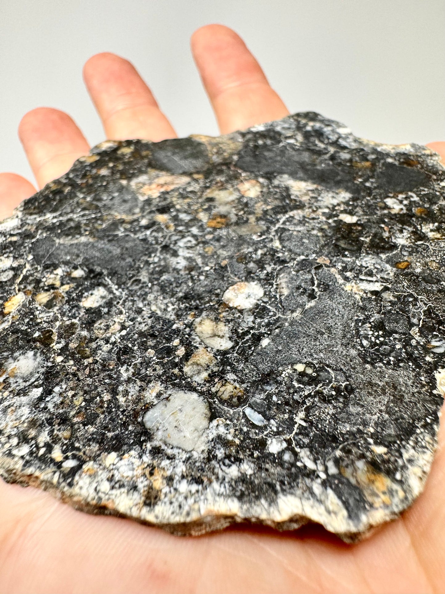 NEW! 60.1g FULL SLICE Jaw-Dropping Personal Classification of NWA 18785 Aubrite - Fragmental Monomict Breccia, Enstatite Achondrite Meteorite - Evidence of Possible Linkage To Planet Mercury