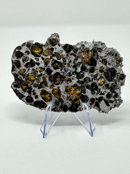 Brahin Pallasite Meteorite - Full Slice - 64.6g