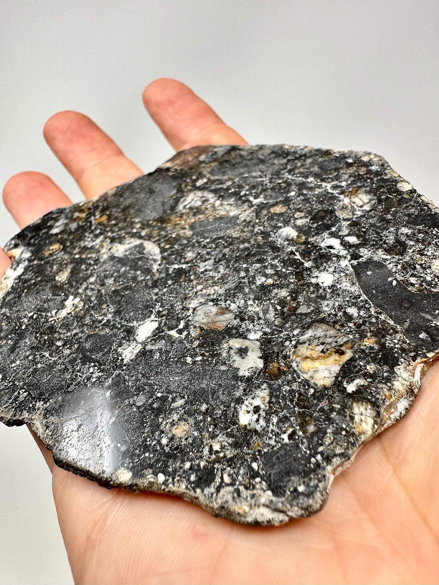 NEW! 63.4g FULL SLICE Jaw-Dropping Personal Classification of NWA 18785 Aubrite - Fragmental Monomict Breccia, Enstatite Achondrite Meteorite - Evidence of Possible Linkage To Planet Mercury