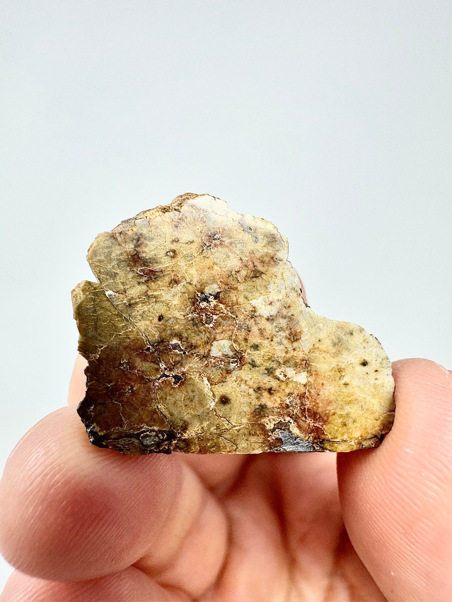 7.0g Djoua 001 Enstatite Achondrite Meteorite - END CUT - Evidence of Planet Mercury - Marble Appearance