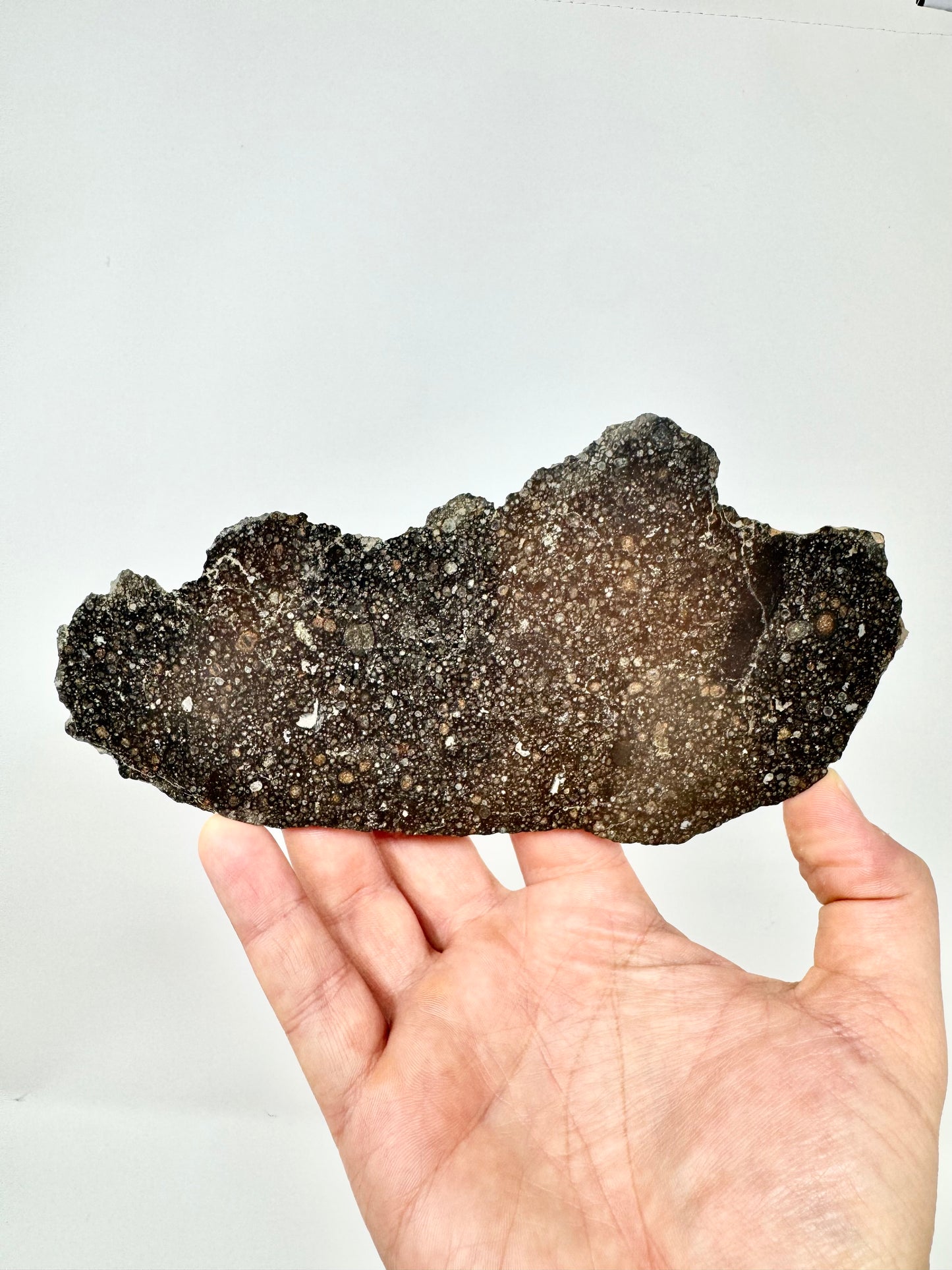 73.1g Stunning FULL SLICE of NWA 3118 CV3 Carbonaceous Chondrite Meteorite