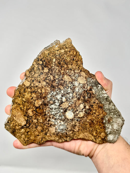 Full Slice of NWA 15953 Diogenite Meteorite -186.2g - Dual Lithology - From An Asteroid!