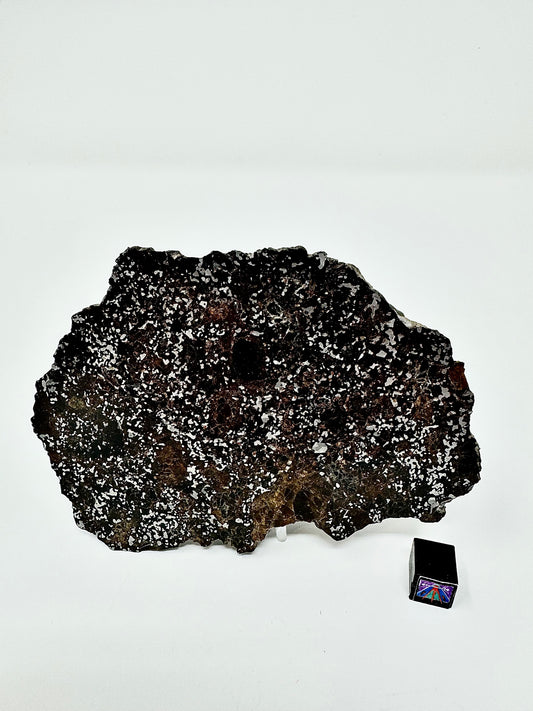 363.4g NWA 14518 Mesosiderite End Cut Meteorite - Huge Pyroxene Crystals!