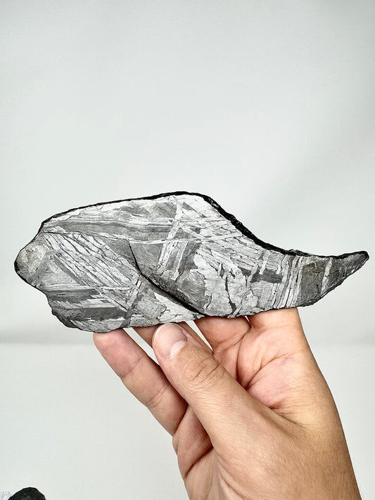 Seymchan Pallasite Meteorite - Full Slice - Nickel/Iron Boundary - From An Asteroid - 263.9g