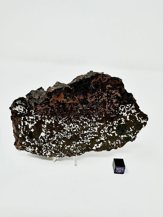 MAIN MASS! 462.7 El Milhas 005 Mesosiderite Meteorite End Cut - The Estherville Lookalike!